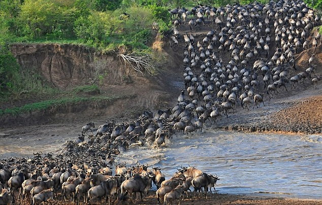 Vượt sông Mara, hơn 1/3 triệu con linh dương phải bỏ mạng nhưng chúng vẫn đi vì lí do này đây