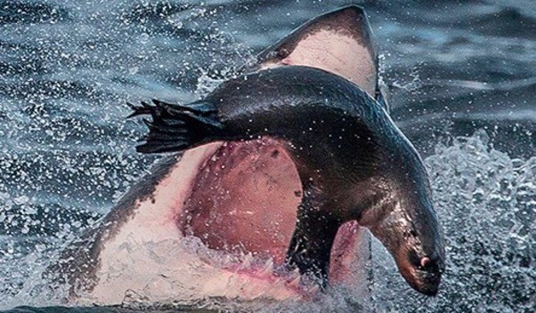 
Cá mập phần lớn ăn thịt nhưng vẫn có trường hợp đặt biệt