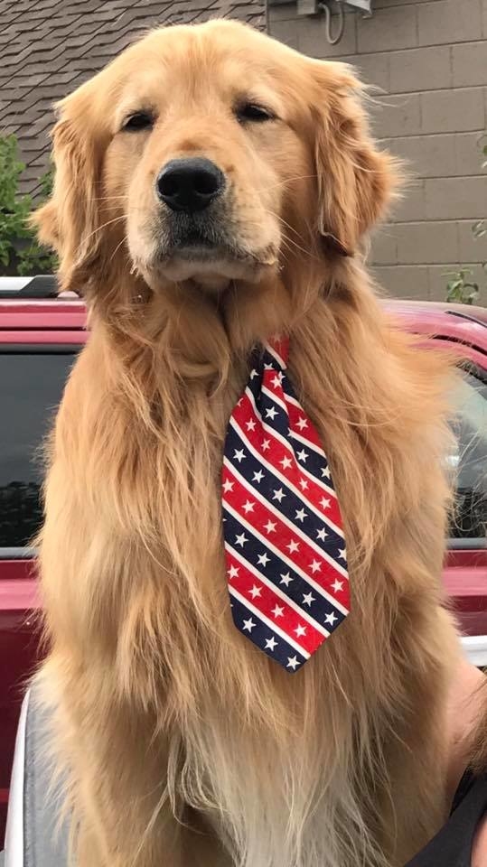 Ngạc nhiên chưa, chú chó này đã 2 lần đắc cử trở thành thị trưởng tại Mỹ