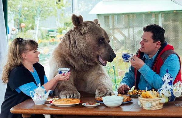 
Cặp vợ chồng này đã nhận nuôi Stepan 25 năm trước và giờ họ vẫn sống với nhau khiến nhiều người đùa rằng gấu Stepan hơi giống...ăn bám rồi đó!