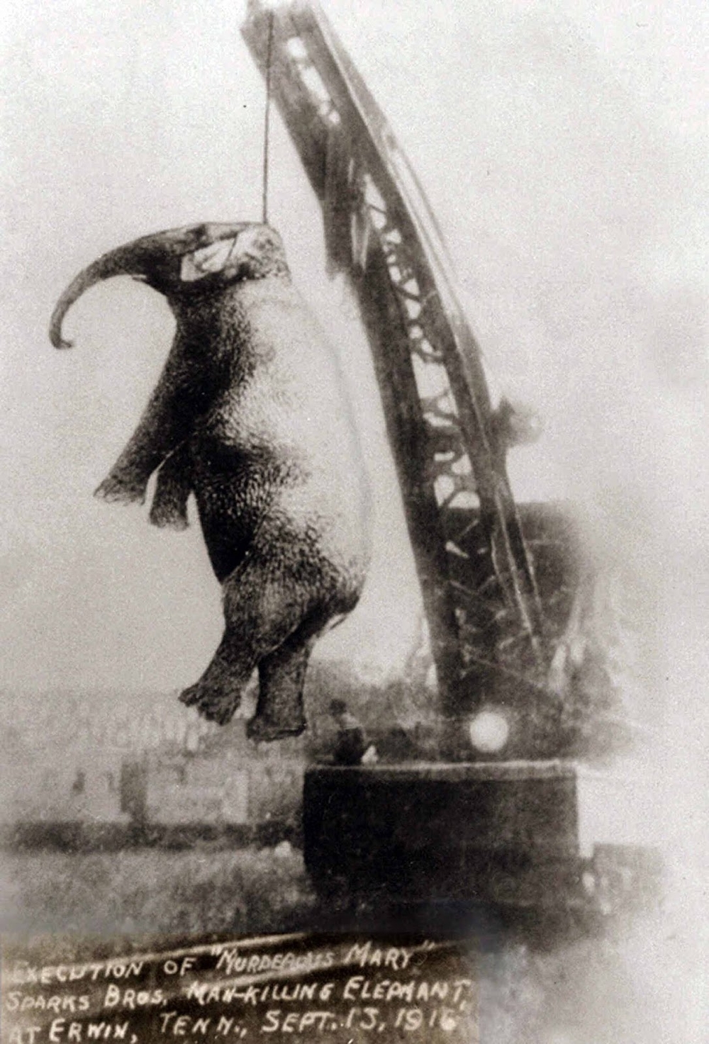 Tội ác của con người: Chú voi bị treo cổ đến chết vì dám phản kháng khi bị người đánh đập