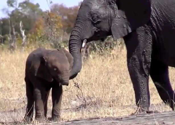 
Chú voi nhận được sự quan tâm của những chú voi trưởng thành khác