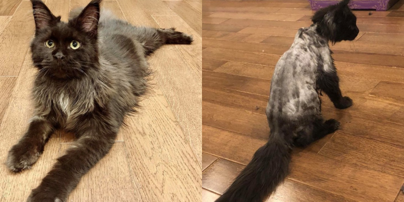 Hari Won đăng đàn thông báo tình hình mèo cưng 3.000 USD sau khi lỡ dại cạo sạch lông - Tin sao Viet - Tin tuc sao Viet - Scandal sao Viet - Tin tuc cua Sao - Tin cua Sao