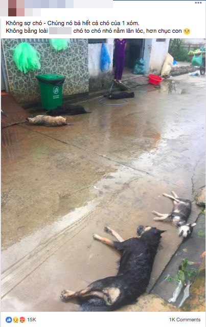 
Hàng chục chú chó của 1 xóm đều bị đánh bả chết trong 1 đêm