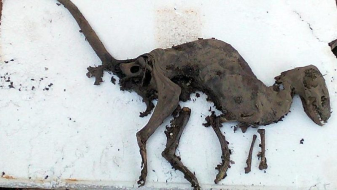 
Bộ xương khủng long còn nguyên thịt được phát hiện tại thành phố Jaspur, Ấn Độ.