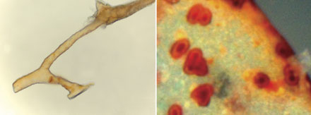 
Ảnh chụp một mẩu xương khủng long bạo chúa dưới kính hiển vi, cho thấy rõ các tế bào máu.