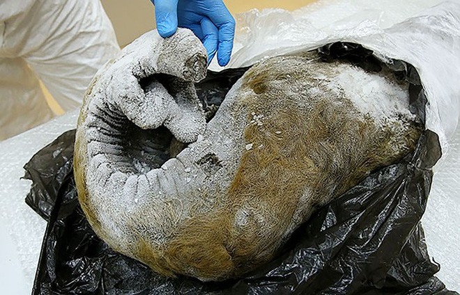 
Chú voi con ma mút còn nguyên vẹn khi được khai quật lên từ lớp băng tuyết dày