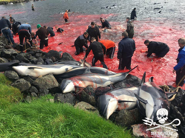 
Chính quyền Quần đảo Faroe cho biết tập tục săn cá của họ có thể trông quá dã man với người ngoài, nhưng tất cả đều làm theo luật đàng hoàng.