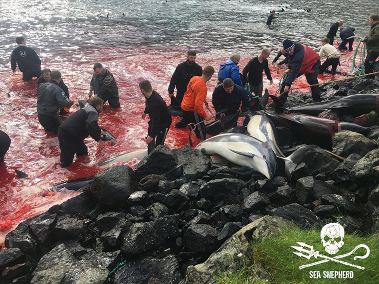 
Cứ mỗi mùa hè, có khoảng 800 con cá heo và cá voi bị giết hại trên khắp Quần đảo Faroe để lấy thịt và mỡ dự trữ cho mùa đông, và đợt săn cá này đã là lần thứ 11 chỉ tính riêng trong năm 2018.