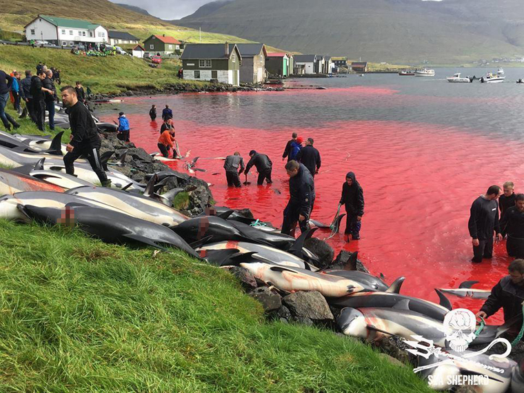 
Mới đây, đã có ít nhất 100 con cá heo và nhiều con cá voi bị sát hại tập thể tại ngôi làng Hvalvík, nằm trên hòn đảo Streymoy, thuộc Quần đảo Faroe.