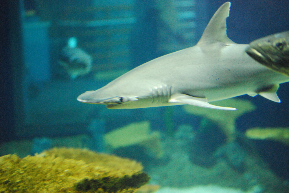 
Cá mập đầu xẻng tiêu hóa được hơn 50% số vật liệu sinh học có trong cỏ biển