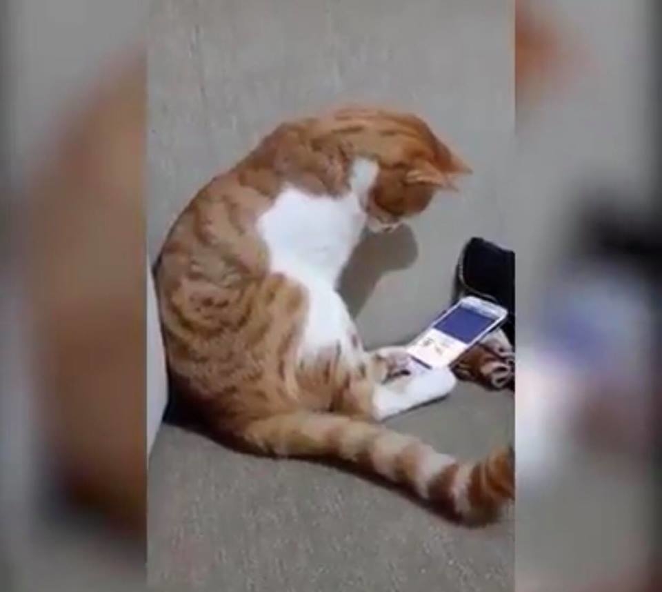 
Khoảnh khắc chú mèo xem lại thước phim được cho của người chủ quá cố.