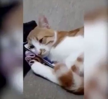Cat hugs the owner image and bursts into tears, the reason makes everyone 'cries to laughs' 4