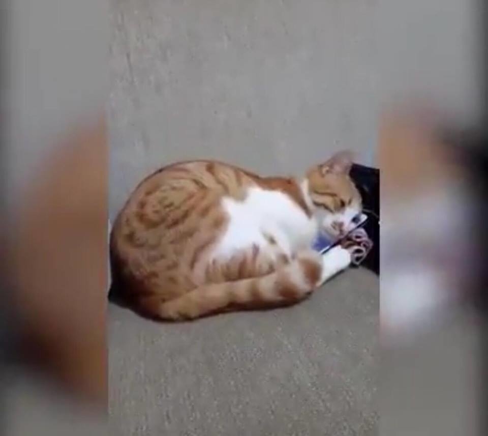 Cat hugs the owner image and bursts into tears, the reason makes everyone 'cries to laughs' 3