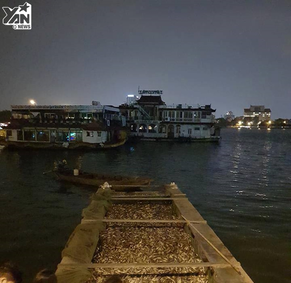 Hà Nội: Cá hồ Tây lại chết nổi trắng mặt hồ, công nhân thức xuyên đêm bì bõm vớt