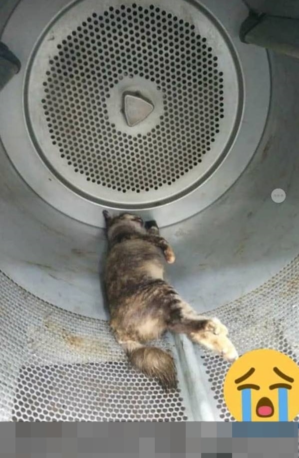 
Cô mèo đáng thương với chiếc bụng bầu cuối cùng đã phải chết trong đau đớn vì hành động độc ác của 2 người thanh niên