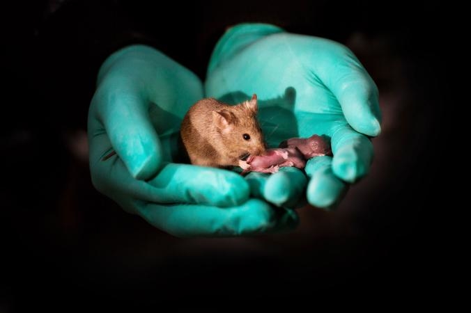 Ly kỳ chưa: Chuột con được sinh ra từ cặp chuột đồng giới, không cần chuột đực giúp