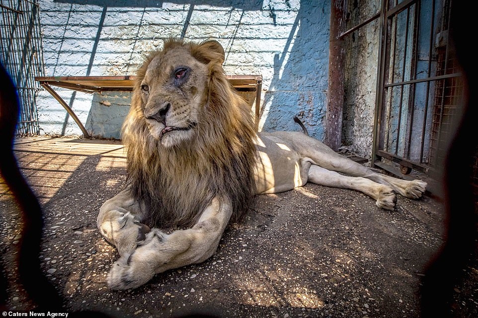 
Hình ảnh sư tử với thân hình gầy rộc, bộ bờm xác xơ đã khiến nhiều người không khỏi xót xa
