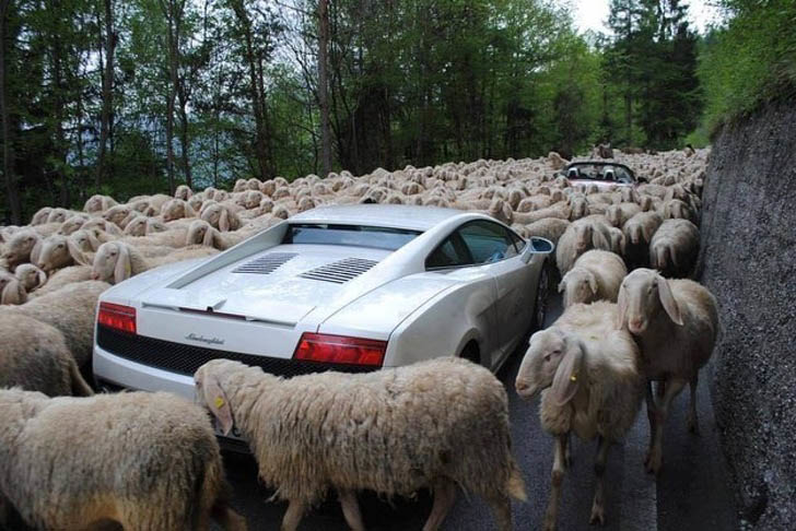 
Cừu thoải mái vi vu trên đường, đến cả siêu xe cũng phải bó tay với binh đoàn quá đông đúc này.