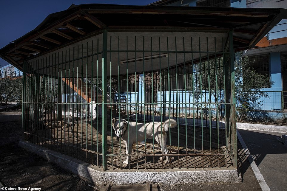 
Một chú chó cô đơn bị nhốt vào chuồng cho động vật hoang dã