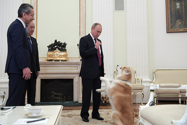 
Chú chó Akita được Nhật Bản tặng cho Tổng thống Nga - Vladimir Putin năm 2012 nhằm thúc đẩy quan hệ hai nước.