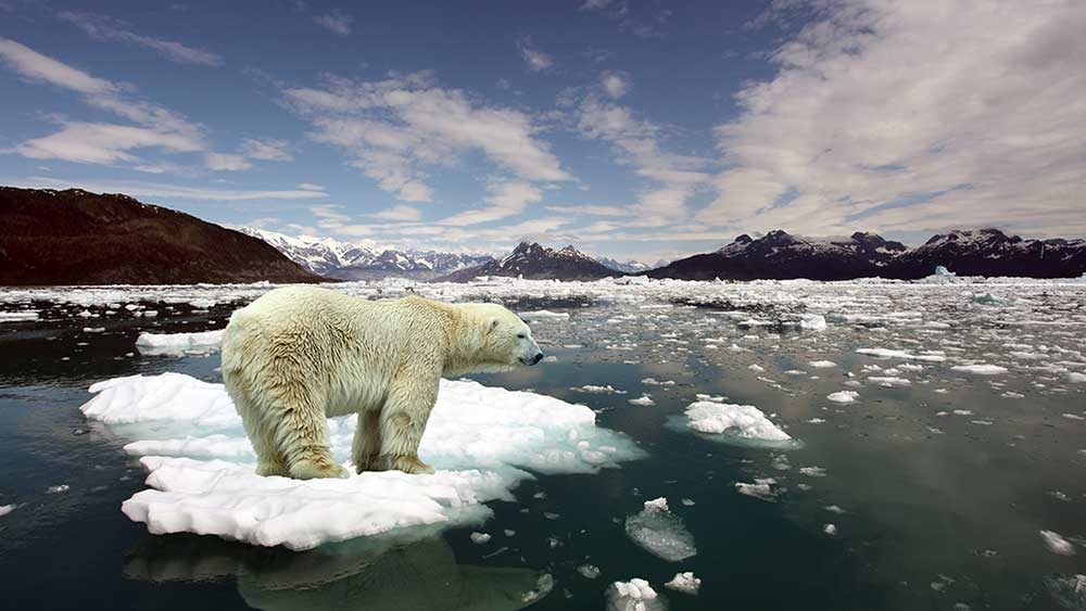 
Băng tan do nền nhiệt toàn cầu tăng, chú gấu đáng thương đang mất dần đi nơi sống
