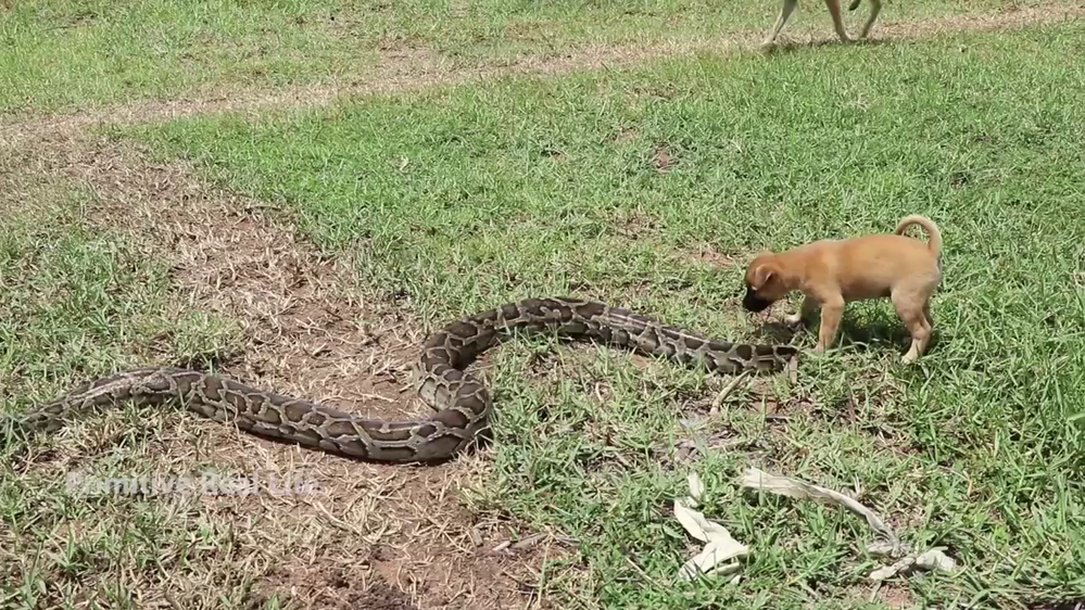 Touching puppy crying for help, doing everything to save the mother dog that was аttасked by a giant python (VIDEO)