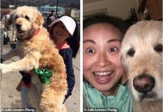 Vừa đưa chó cưng từ Mỹ về đã bị hàng xóm đánh bả chết, cô gái đau đớn khóc hết nước mắt