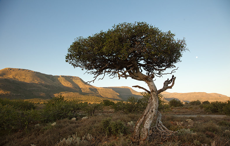 Thiên Nhiên Cận Cảnh: Vẻ đẹp hoang dại của loại cây được mệnh danh 