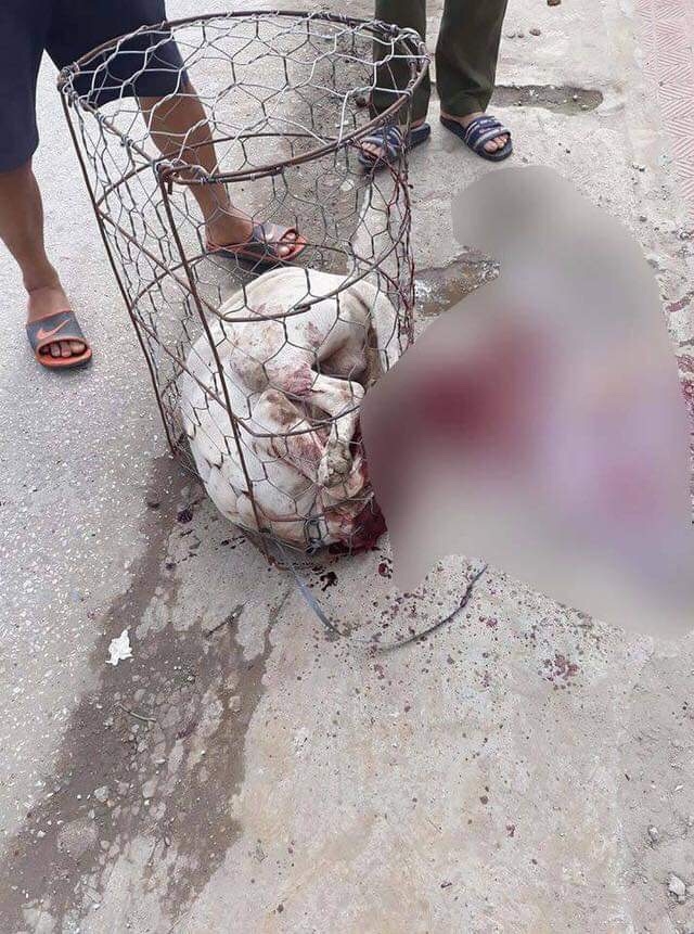 Hà Nội: Chó Pitbull điên cuồng lao vào cắn xé chủ nhân và hàng xóm bị thương nặng