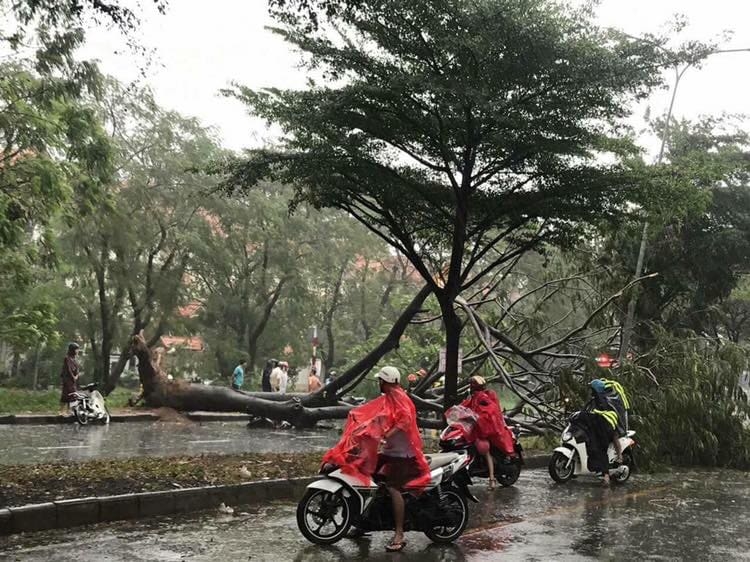 Bão số 9 hoành hành khắp Sài Gòn, cây cổ thụ bật gốc đè 1 người tử vong