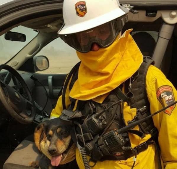 Xót xa cảnh hàng loạt vật nuôi bị thương, hoảng loạn ngóng chủ nhân sau đám cháy tại California