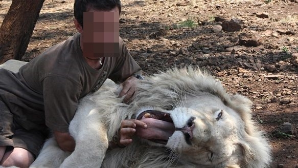 Những bức ảnh chụp với sư tử: Câu chuyện đẫm máu và độc ác ít người biết ẩn đằng sau