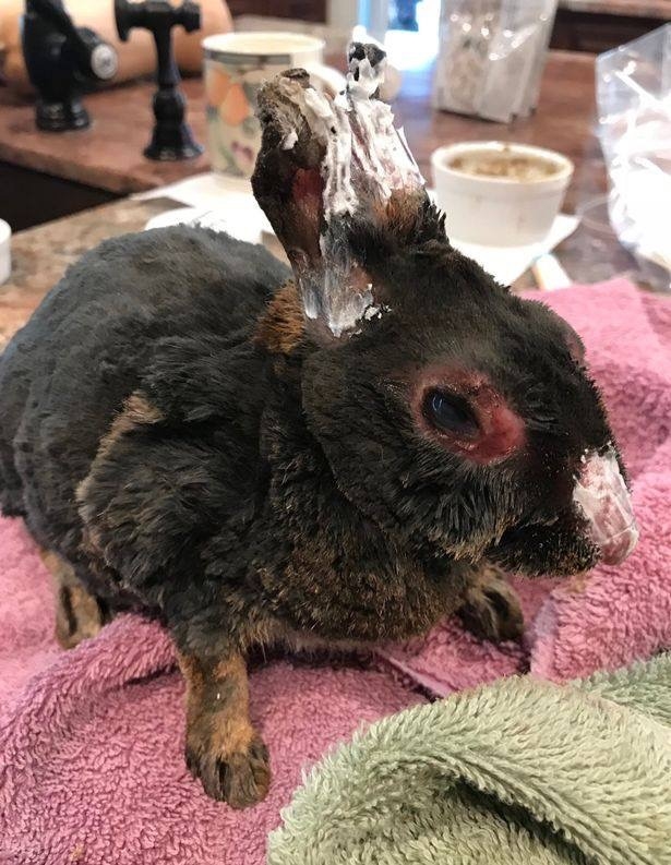 
Một chú thỏ bị thương nặng được đưa đi cấp cứu sau đó.