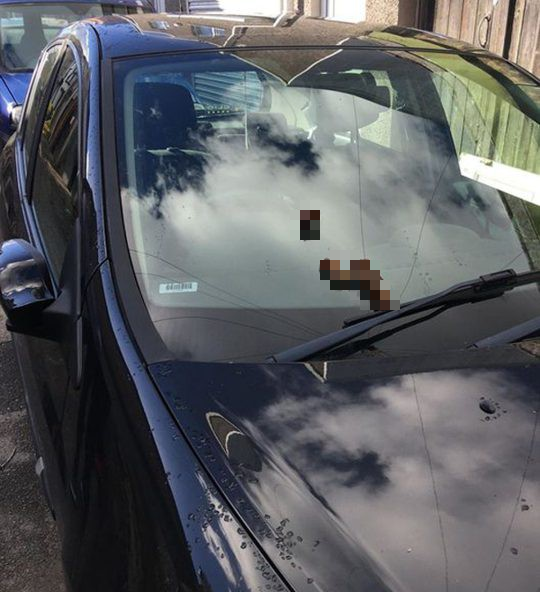 
Cô gái 22 tuổi đã cực kì sốc khi thấy bãi xú uế xuất hiện trên kính xe ô tô của mình 