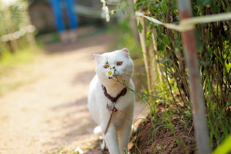 Boss mèo “theo trend” chụp ảnh cúc họa mi: Thần thái cực “chanh sả” khiến CĐM đổ rầm rầm