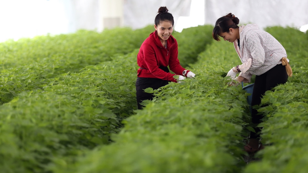 
Hai thực tập sinh Việt Nam thực tập tại một nông trại ở tỉnh Aichi