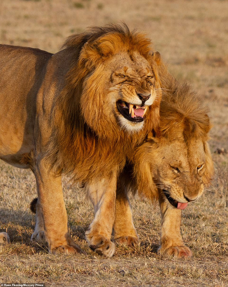 
Cặp đôi sư tử đực dạo chơi bên nhau và có những biểu hiện hết sức buồn cười.