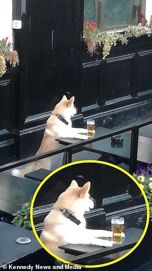 Khi cún Shiba uống trộm bia thì cũng phải chuyên nghiệp thế này đây