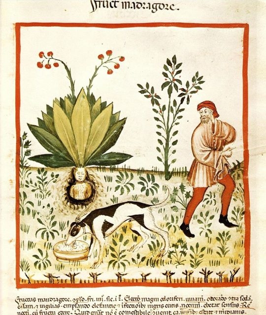 |
Hình ảnh cây khoai ma trong cuốn Tacuinum Sanitatis (1474).