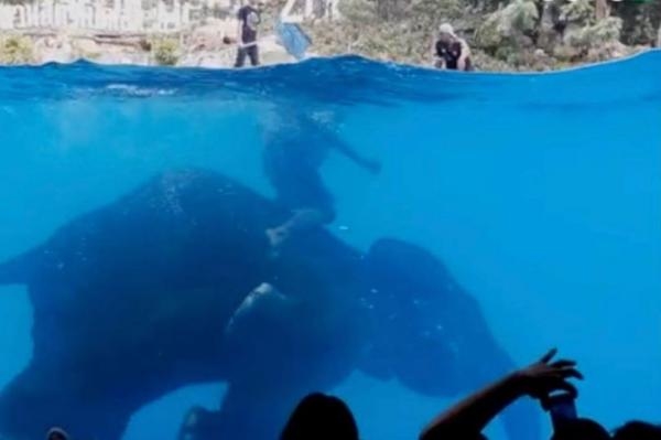 
Một con voi bị buộc phải biểu diễn dưới nước – cảnh tượng khiến các nhà vận động quyền động vật lên án.