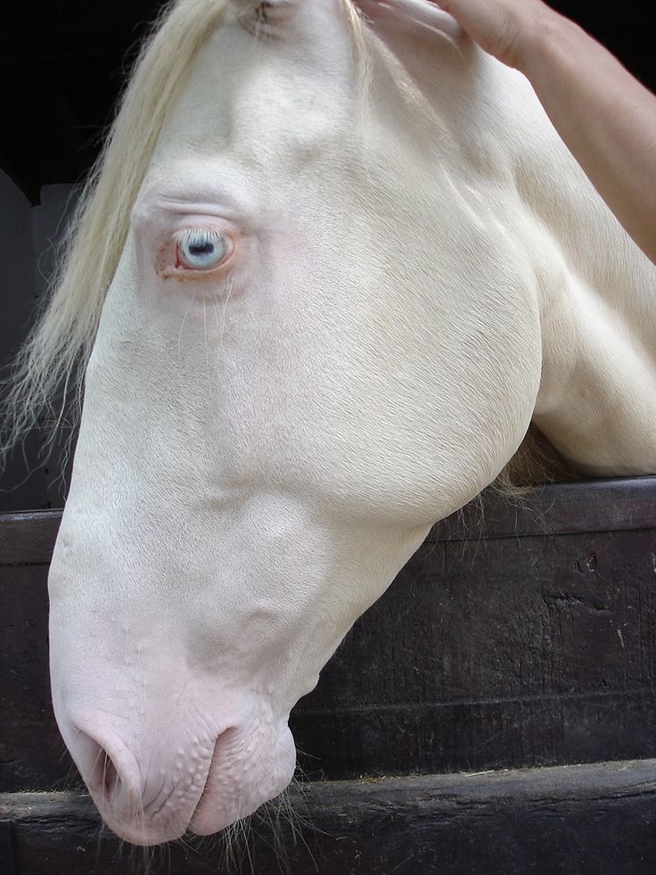 
Chú ngựa này không những toàn thân trắng toát đến từng sợi lông mà ngay cả mắt của nó cũng mất đi sắc tố.