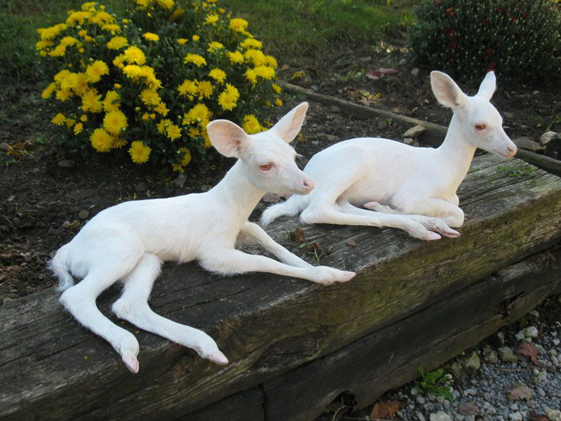 
Hai chú nai con trắng phau giống như hai con cừu non. Đặc điểm dễ nhận thấy nhất ở hầu hết những loài vật bị bạch tạng đó là mắt của chúng có màu đỏ.