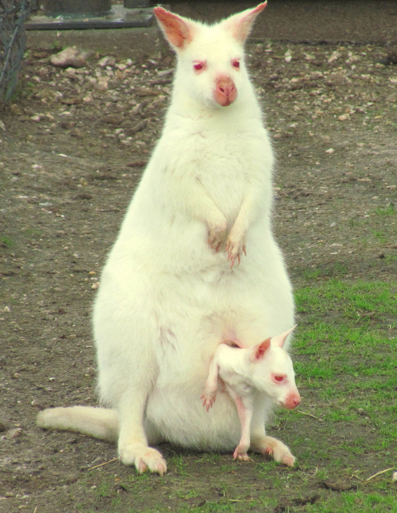 
Một con kangaroo mẹ bạch tạng và đứa con nhỏ cũng bị bạch tạng của nó.