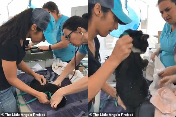 
Một chú mèo đang được các bác sĩ cấp cứu.