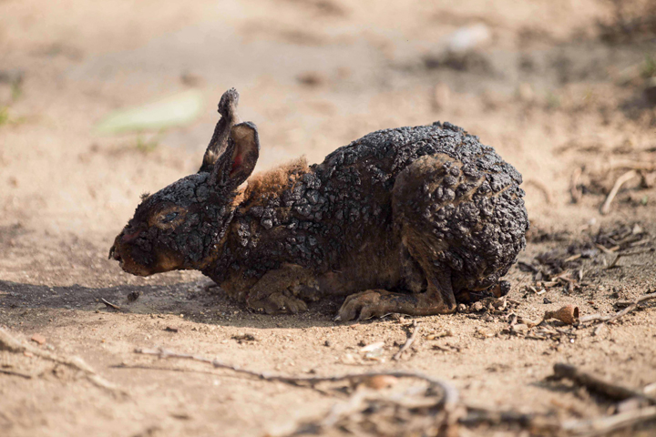 
Chú thỏ này cũng lâm vào tình cảnh tương tự. Bộ lông đẹp của nó đã cháy trụi, dính chặt vào thân.