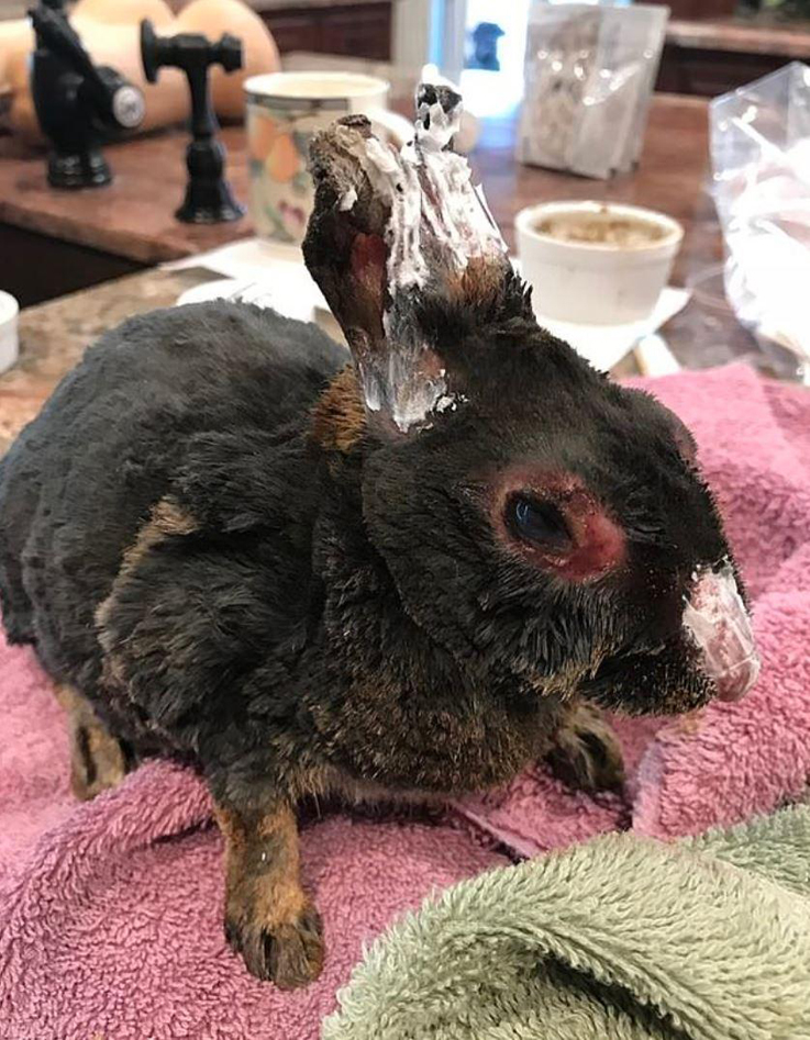 
Đôi tai của chú thỏ này đã bị cháy nham nhở, cả phần mũi và miệng của nó cũng thế. Thật đau lòng khi nhìn vào ánh mắt dại đi vì đau của nó.