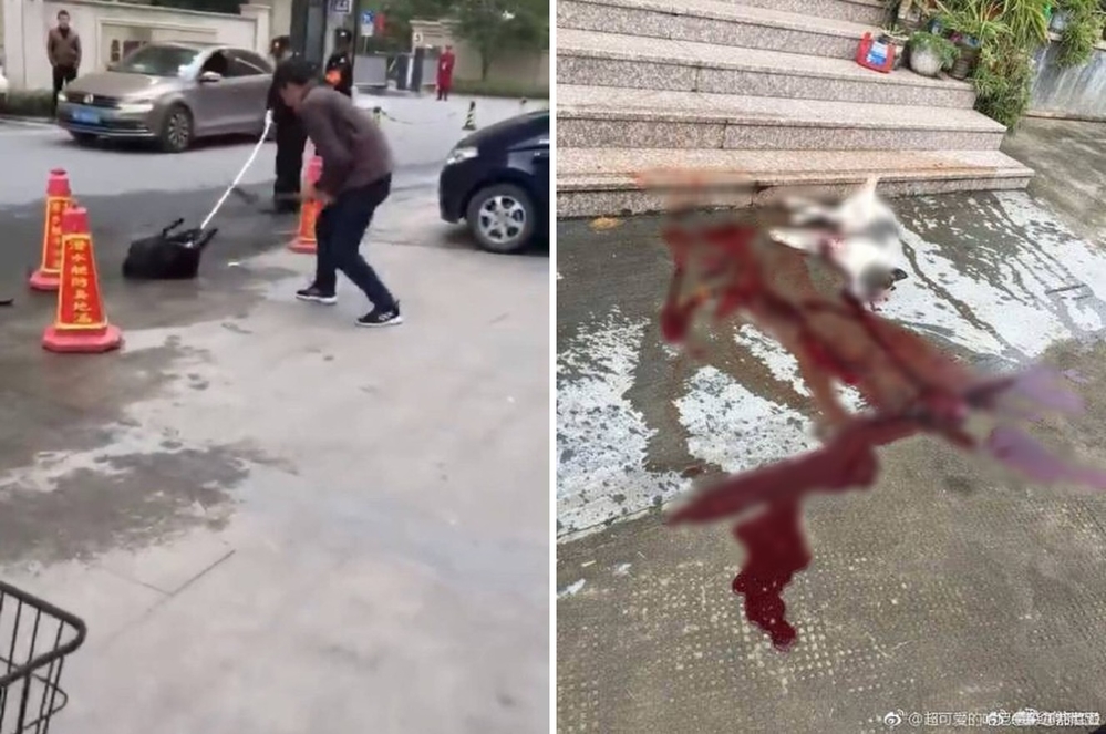 
Những chú chó bị đánh đập dã man, đường phố lênh láng máu khiến nhiều người phẫn nộ 