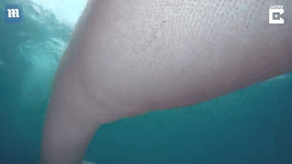 Đang tung tăng bơi lội, thợ lặn 'hết hồn' khi bắt gặp giun biển khổng lồ dài đến 8m