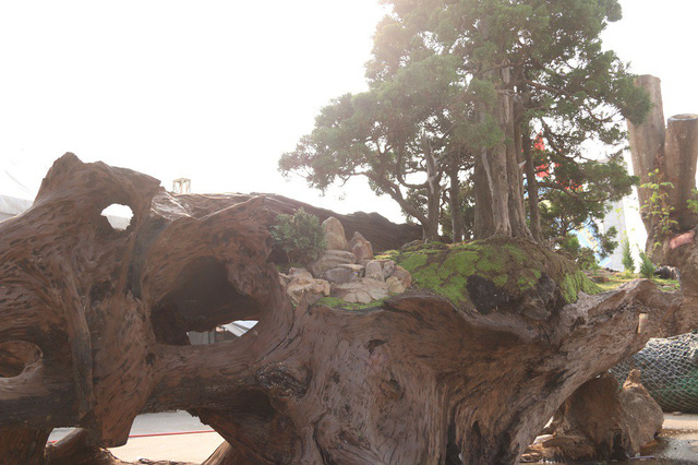 
Cặp bonsai mọc trên gốc cây củi mục trăm tuổi của anh Lê Tiến Thịnh (SN 1985, ngụ Nha Trang) trị giá bạc tỉ.